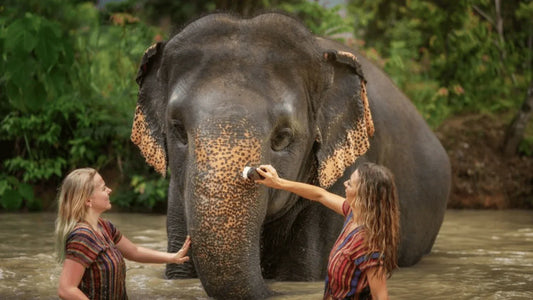 Ethical Elephant Sanctuary Tours in Phuket