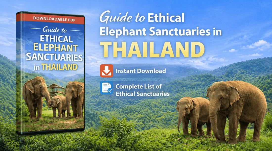 Rescued elephant at an ethical elephant sanctuary in Thailand surrounded by tropical forest.