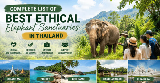 Complete list of best ethical elephant sanctuaries in Thailand featuring rescued elephants and responsible wildlife experiences in Chiang Mai, Phuket, Koh Samui, Kanchanaburi, and Chiang Rai.