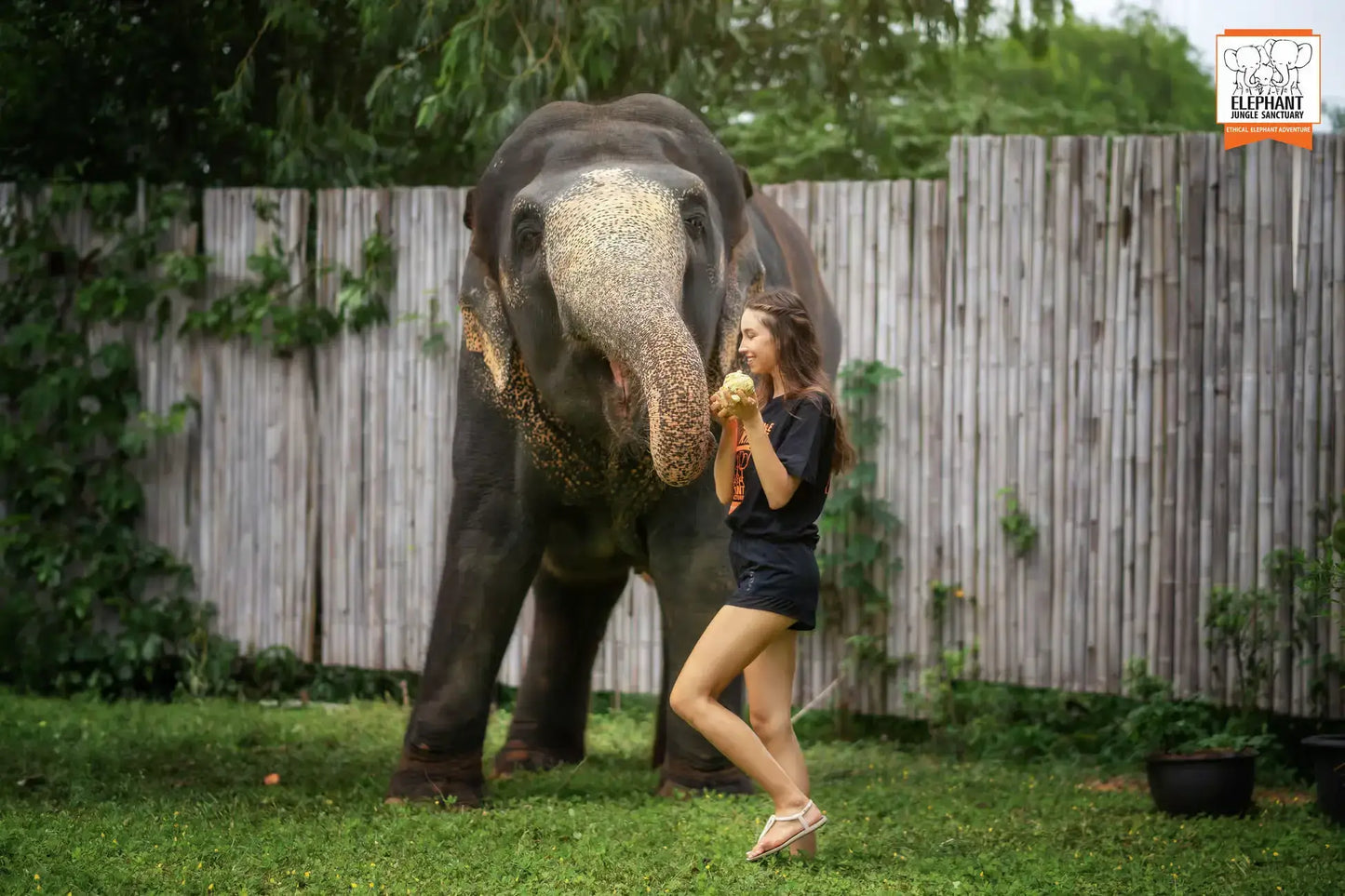Phuket: Jungle Elephant Sanctuary Feeding & Shower Tour