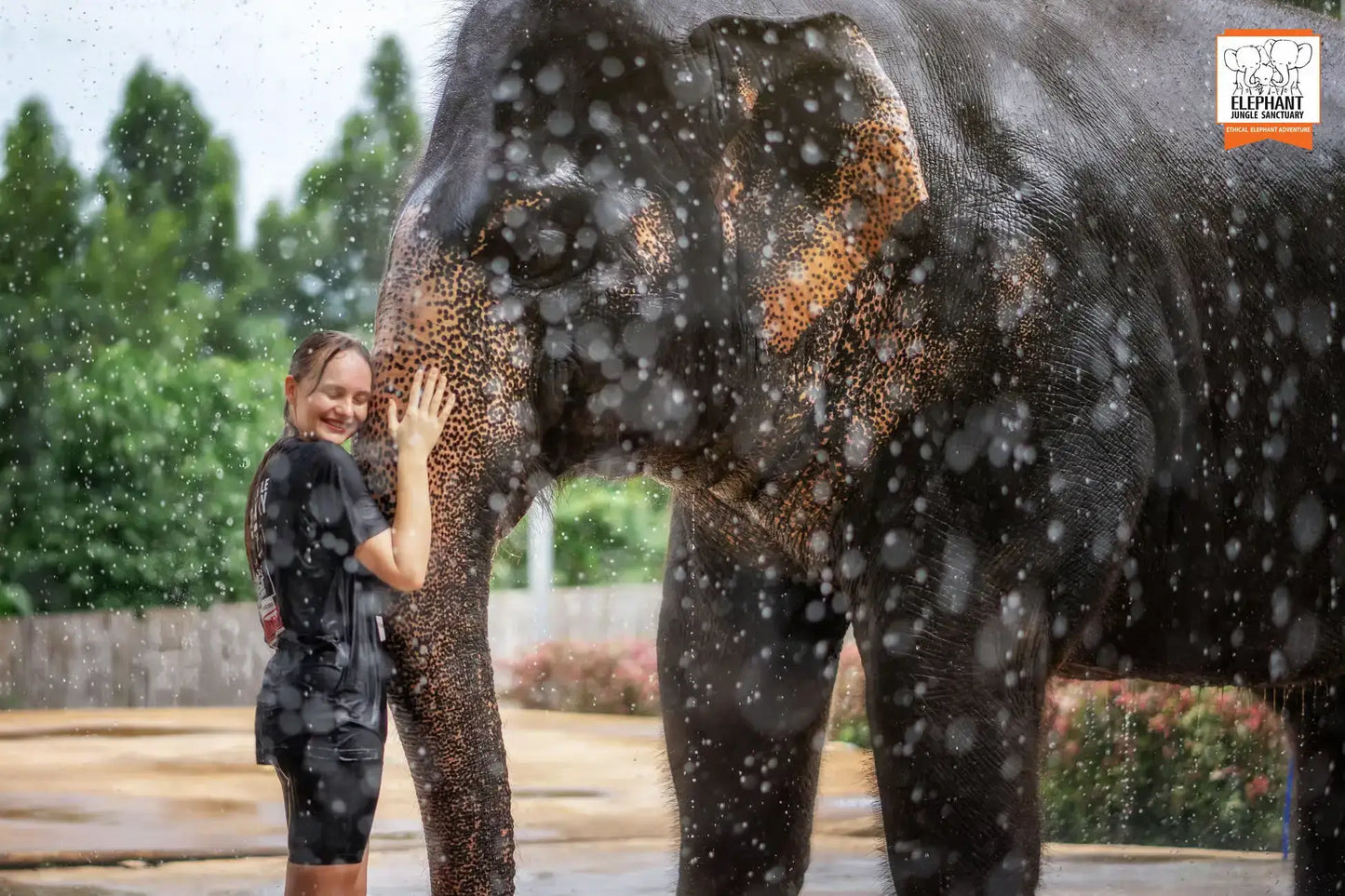 Phuket: Jungle Elephant Sanctuary Feeding & Shower Tour