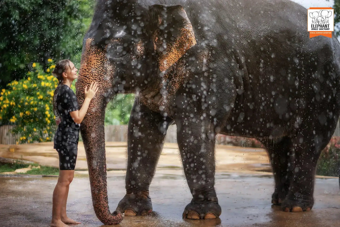 Phuket: Jungle Elephant Sanctuary Feeding & Shower Tour