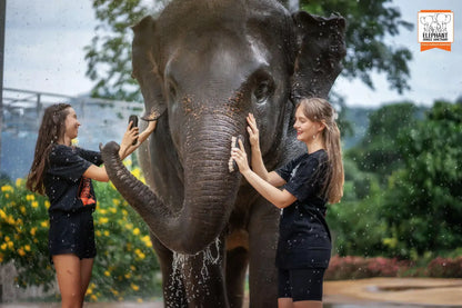 Phuket: Jungle Elephant Sanctuary Feeding & Shower Tour