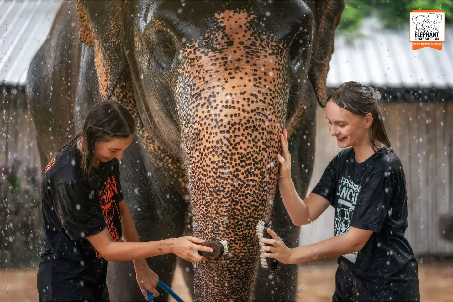 Phuket: Jungle Elephant Sanctuary Feeding & Shower Tour