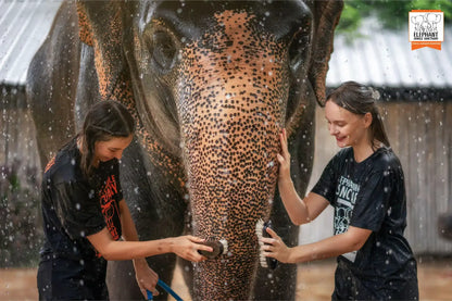 Phuket: Jungle Elephant Sanctuary Feeding & Shower Tour