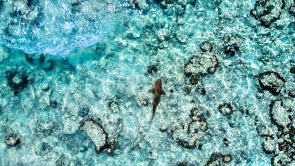 Phuket: Maya Bay, Phi Phi, & Bamboo Island + Snorkeling & Lunch Buffet